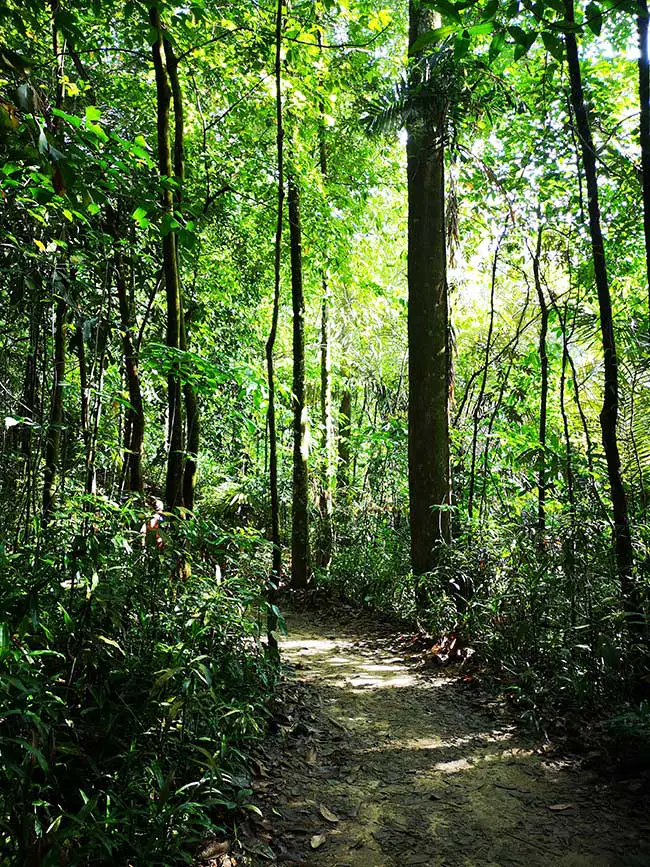 the vast green aligned along the hiking trail