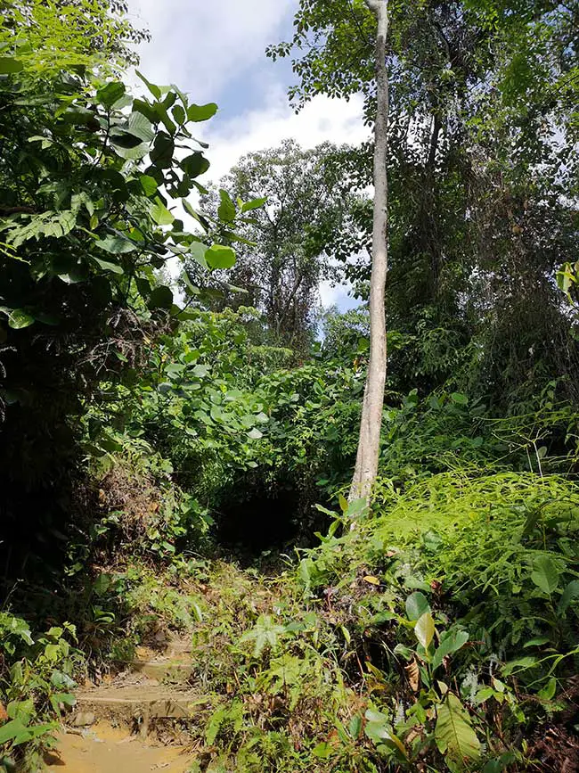 trail up to the hobbit tunnel of bukit gasing