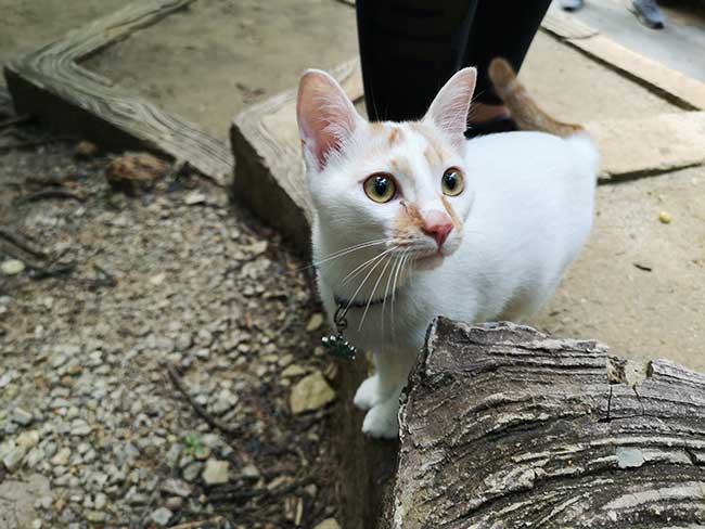 up close shot of ginger the cat