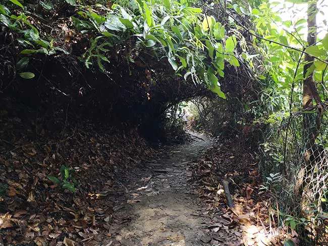 view of the forest tunnel after passing through it