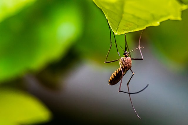 insect repellent is a hiking essentials