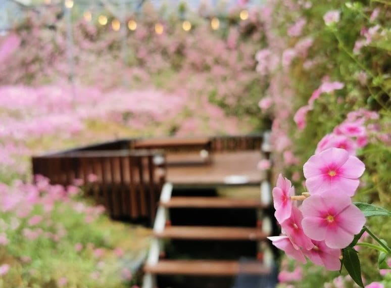 a beautiful pink bunch of flowers with the picnic area background