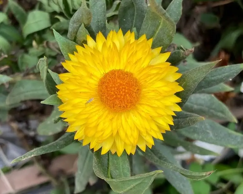 a nice yellow flower spotted in the park