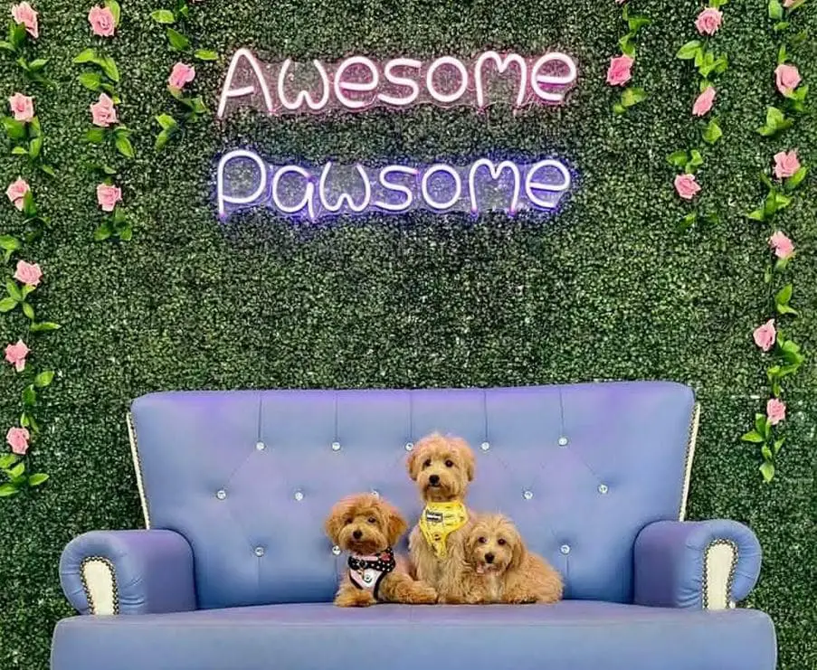 awesome pawsome led backdrop for photography in a dog cafe singapore