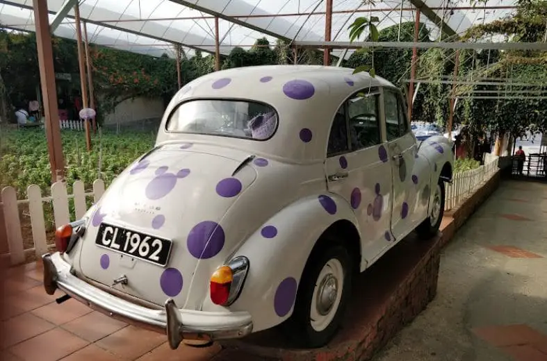 back view of the classic car in lavender garden