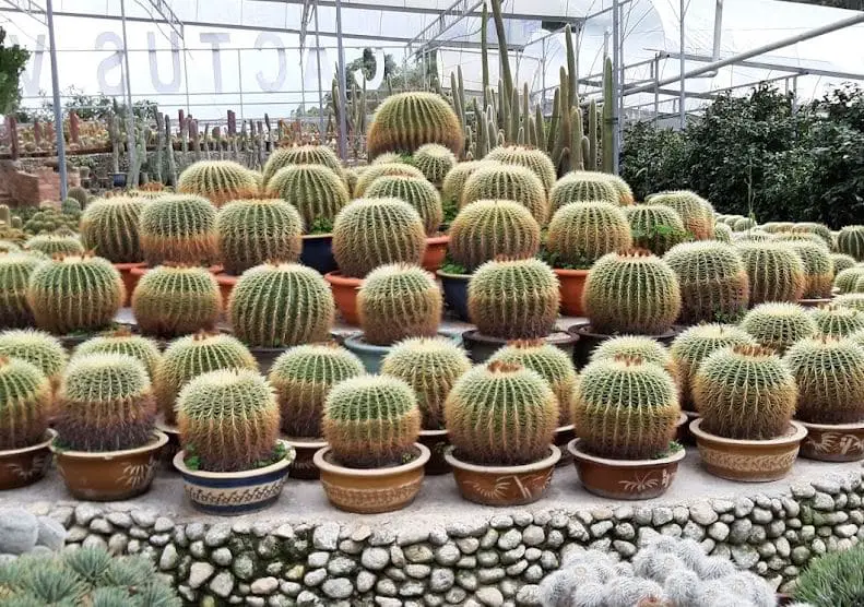 cactus display near the restaurant