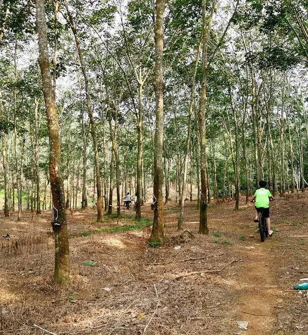cycling-through-the-rubber-plantation