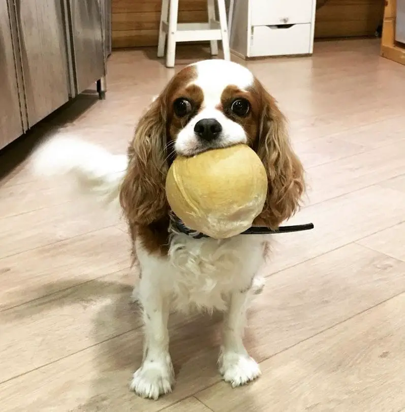 dog biting a coconut plushie in we are the furballs dog cafe singapore
