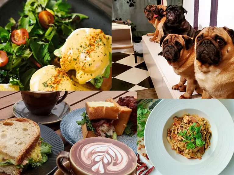 11 Best Dog Cafe Singapore For Friendly Dog Petting Lovers Valerie Seow
