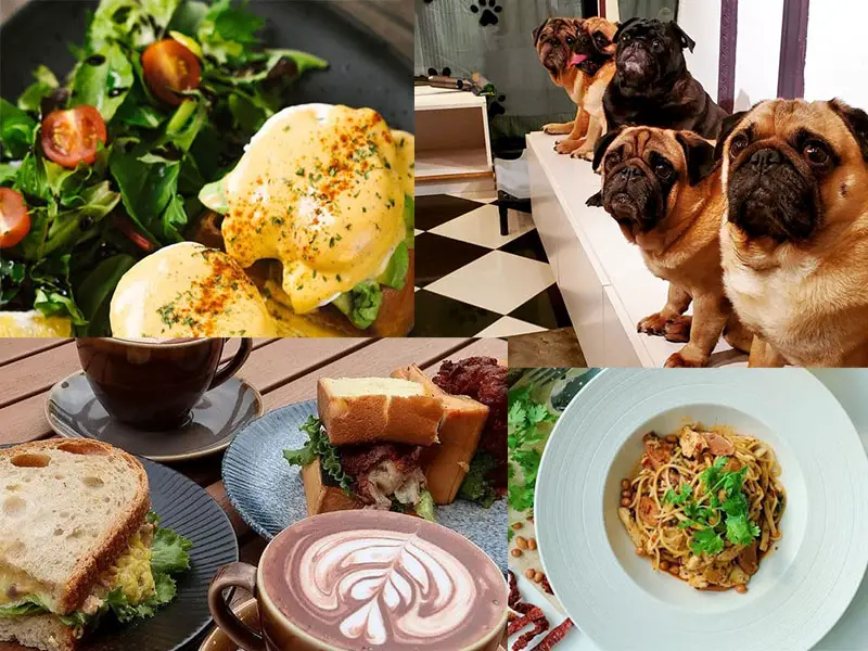 dog cafe singapore