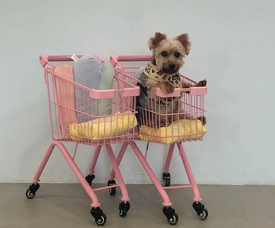 dog in a trolley placed in wooftopia dog cafe singapore