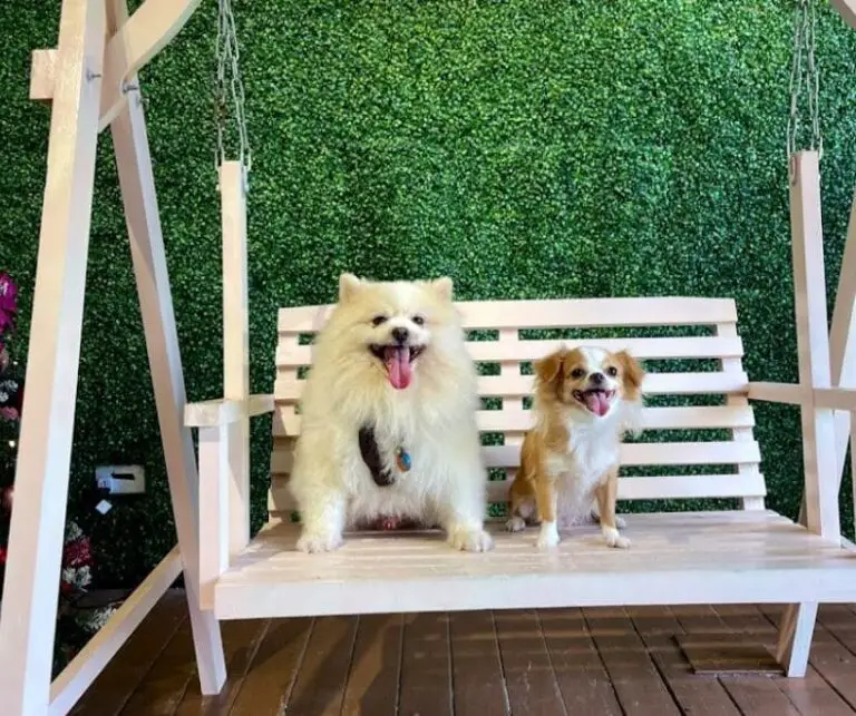 11 Best Dog Cafe Singapore For Friendly Dog Petting Lovers Valerie Seow