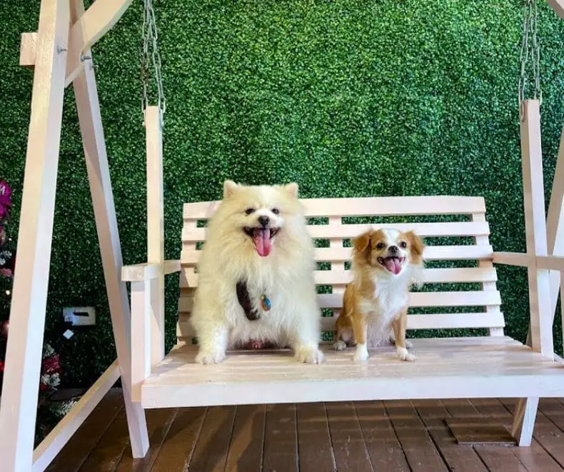 dog on a swing in hotchic2 dog cafe singapore