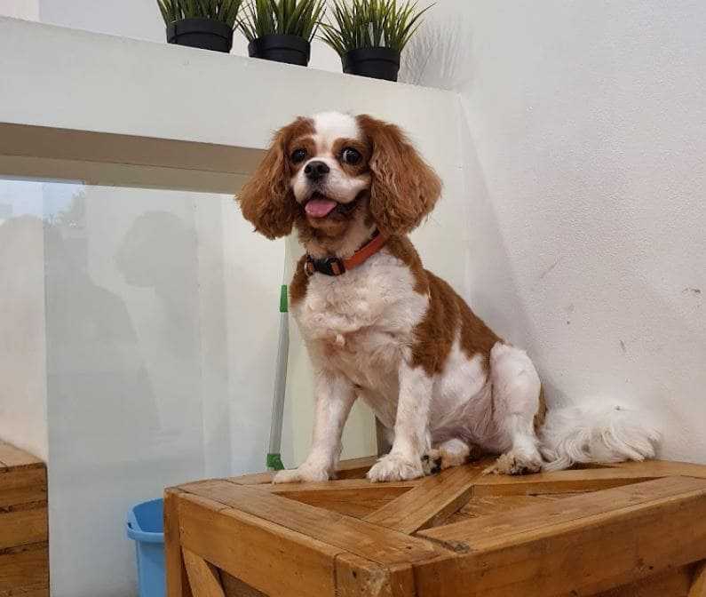 dog sitting on a crate in we are the furballs cafe