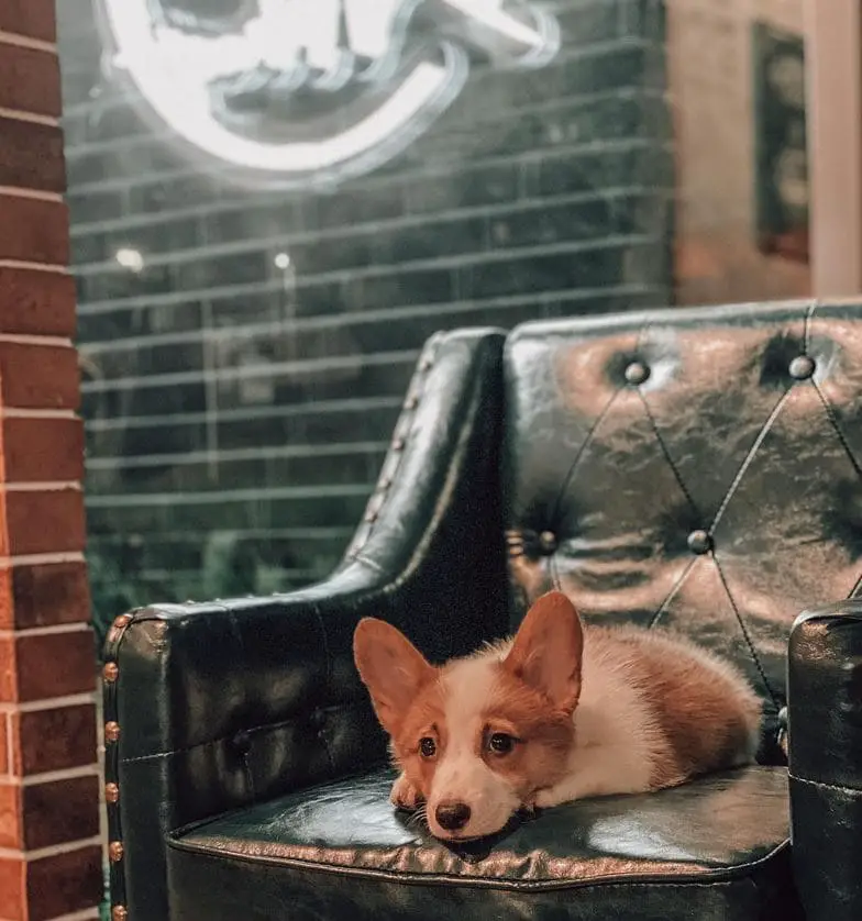 dog sitting on the chair at the urban hideout cafe