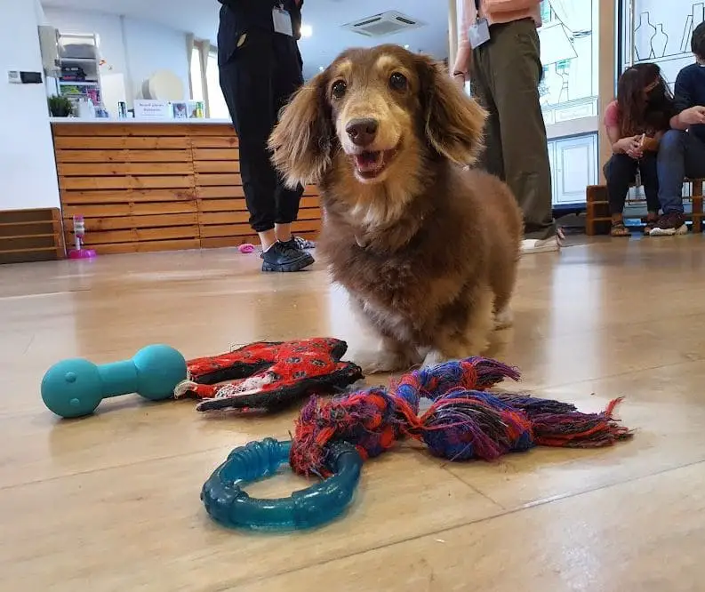 dog with chew toy looking for someone to play at we are the furballs cafe singapore