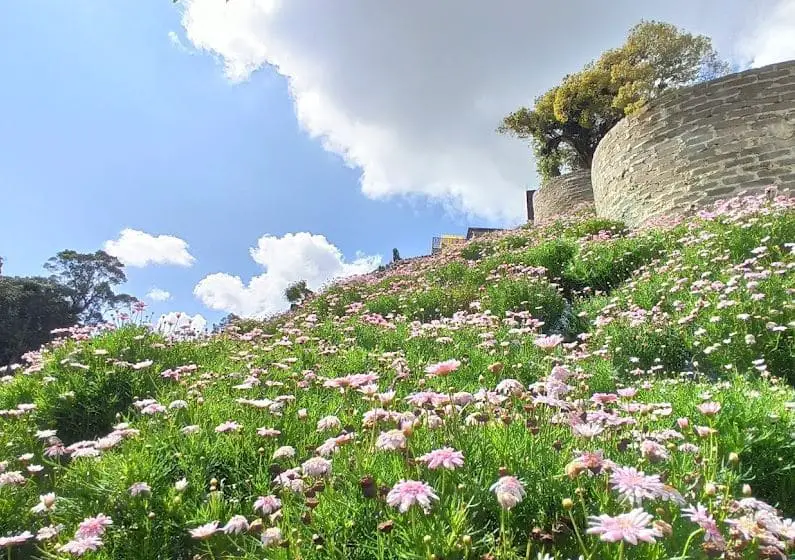 flower hill overlooking brick walls in flora park cameron highlands
