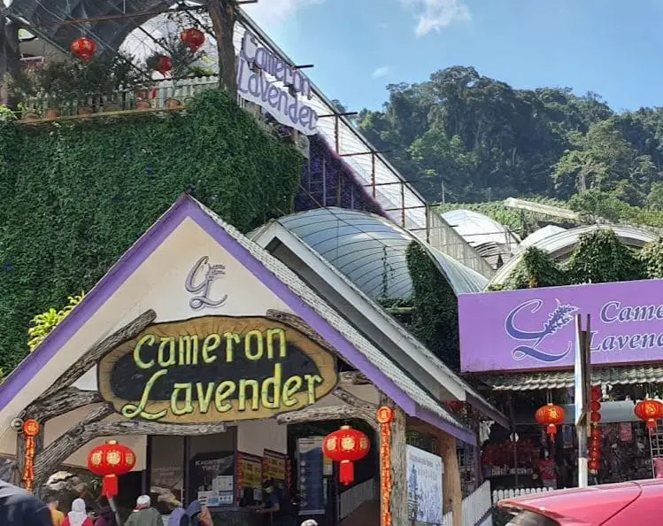 lavendar garden entry gateway in cameron highlands