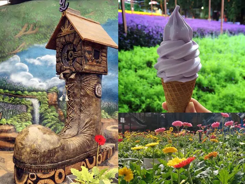 lavender garden cameron highlands