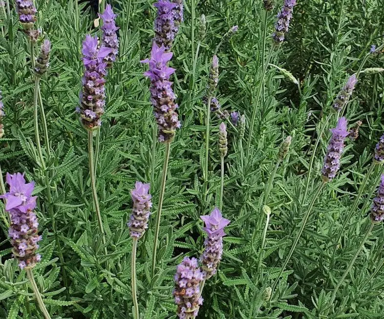 lavender plant up close