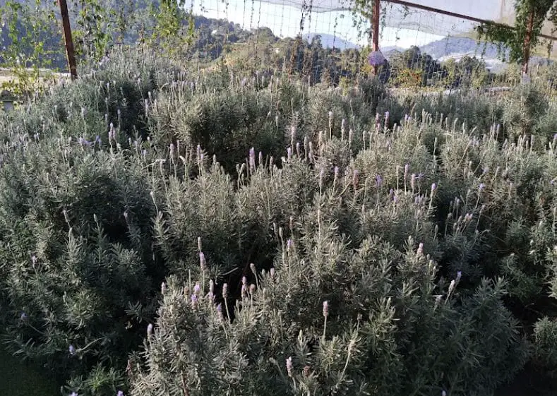 lavender plants at close range