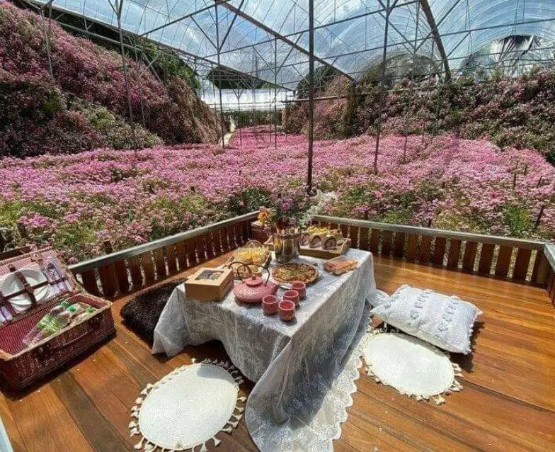 picnic setup in a pink flower field