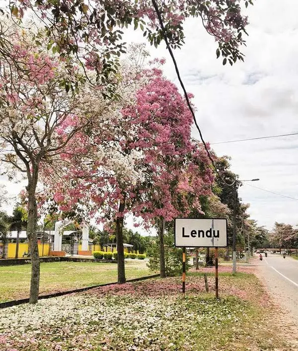 pink-flower-blossom-in-spring-near-this-melaka-glamping-malaysia-site