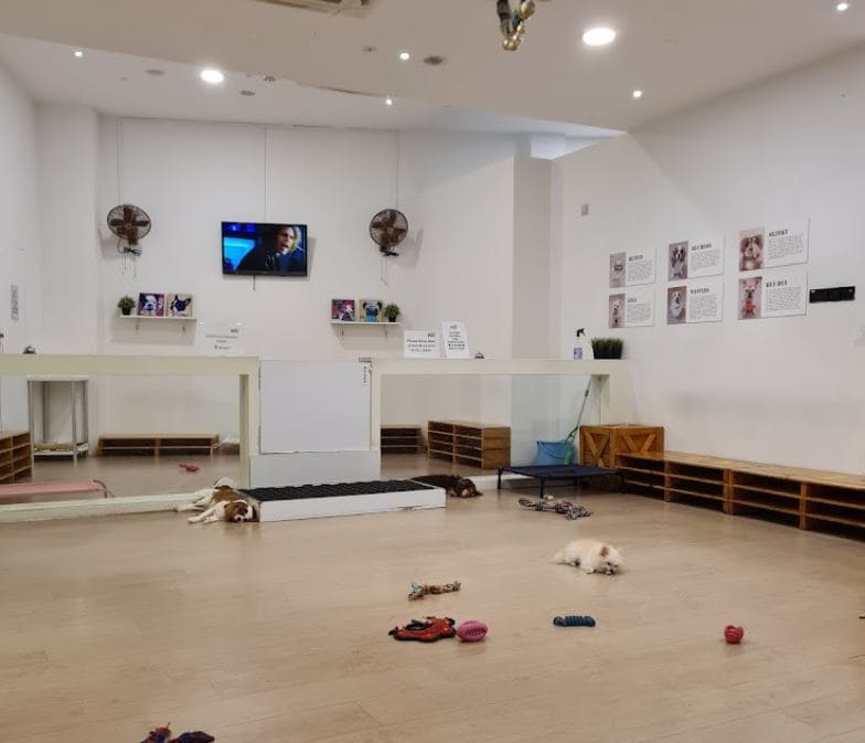play area in this dog cafe singapore