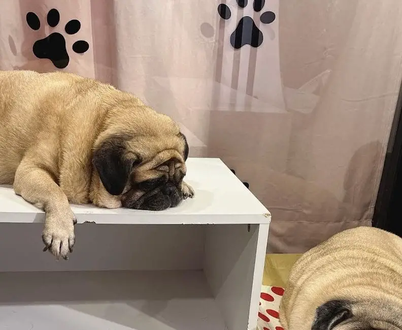 pug resting in the what the pug cafe singapore