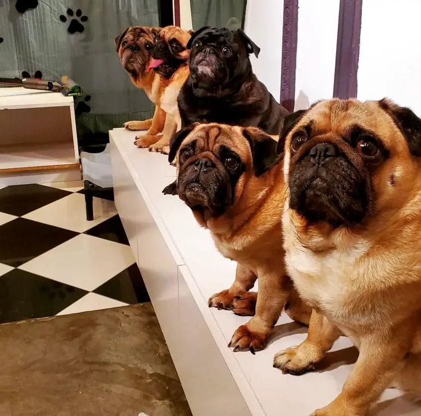 pugs looking at you