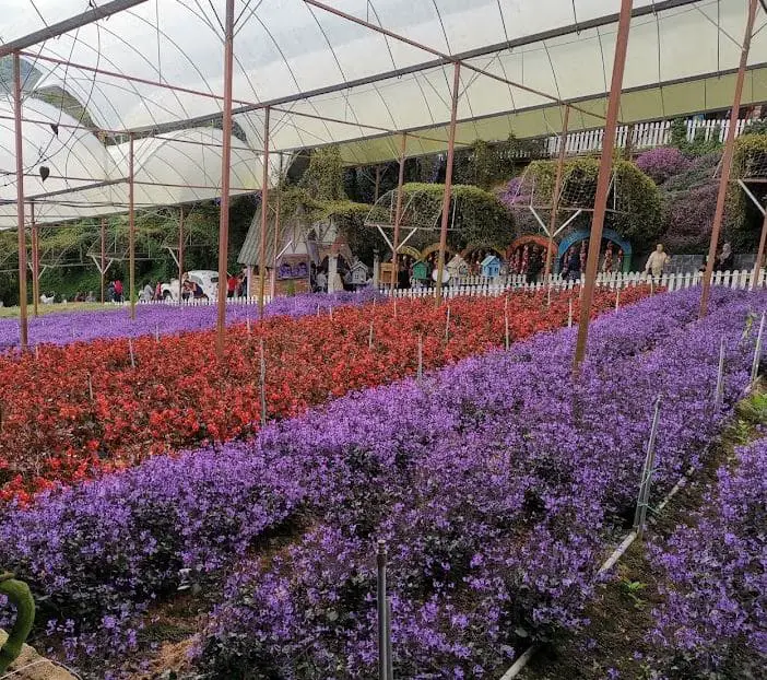 red and purple lavender garden field