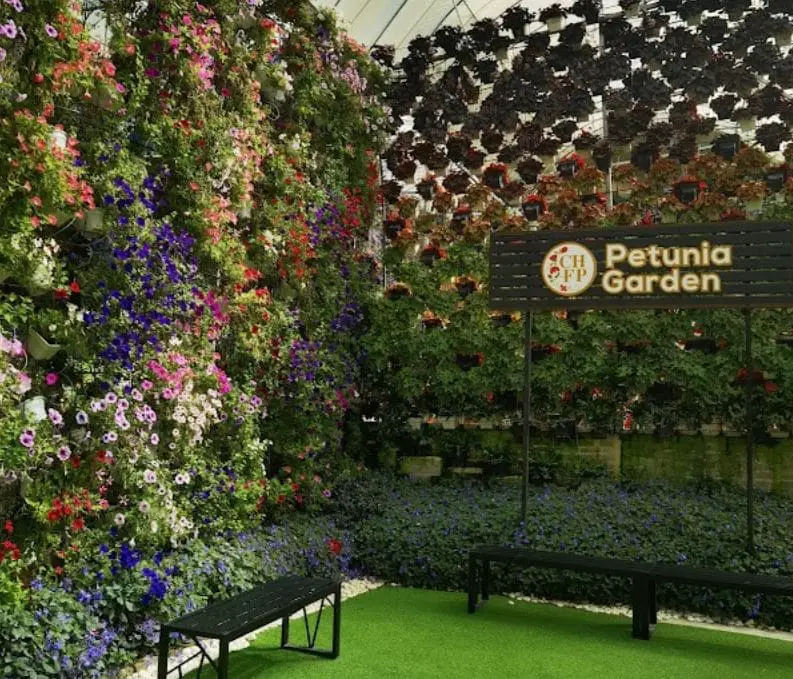 seating with walls of flowers at petunia garden