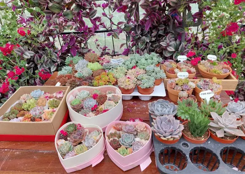 succulents for sale