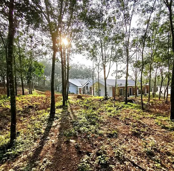 sunrise-by-the-rubber-plantation-in-melaka-glamping-malaysia
