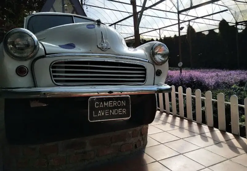 take photo with their iconic cameron lavender car