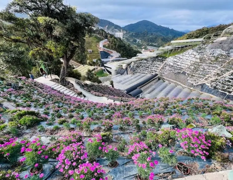 No.1 Flora Park Cameron Highland Everything You Need To Know