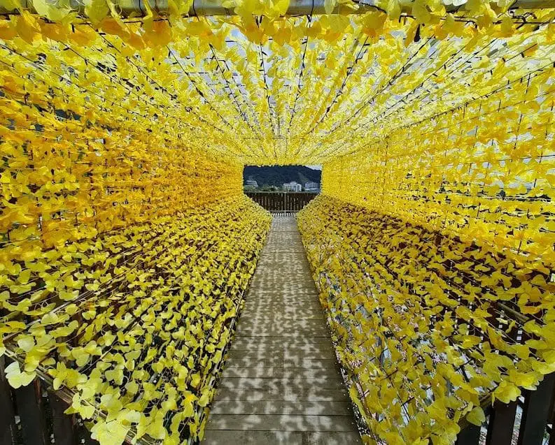 view through the short yellow flower canal on the observation platform