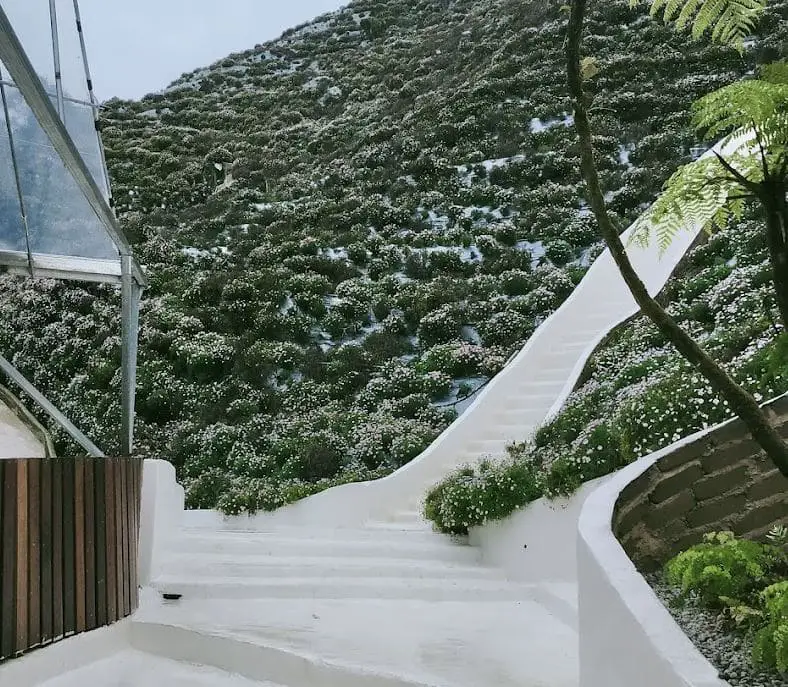 white stairs among shrubs of white flowers