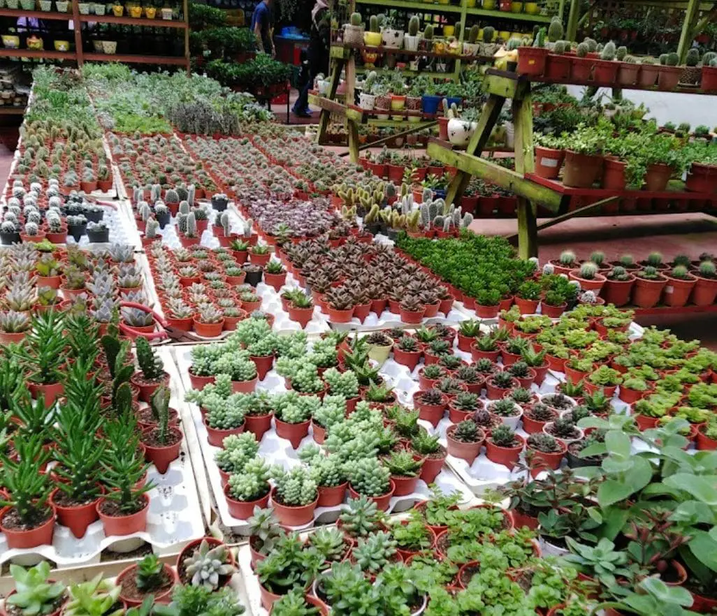 pots of plants for sale in agro highlands cafe