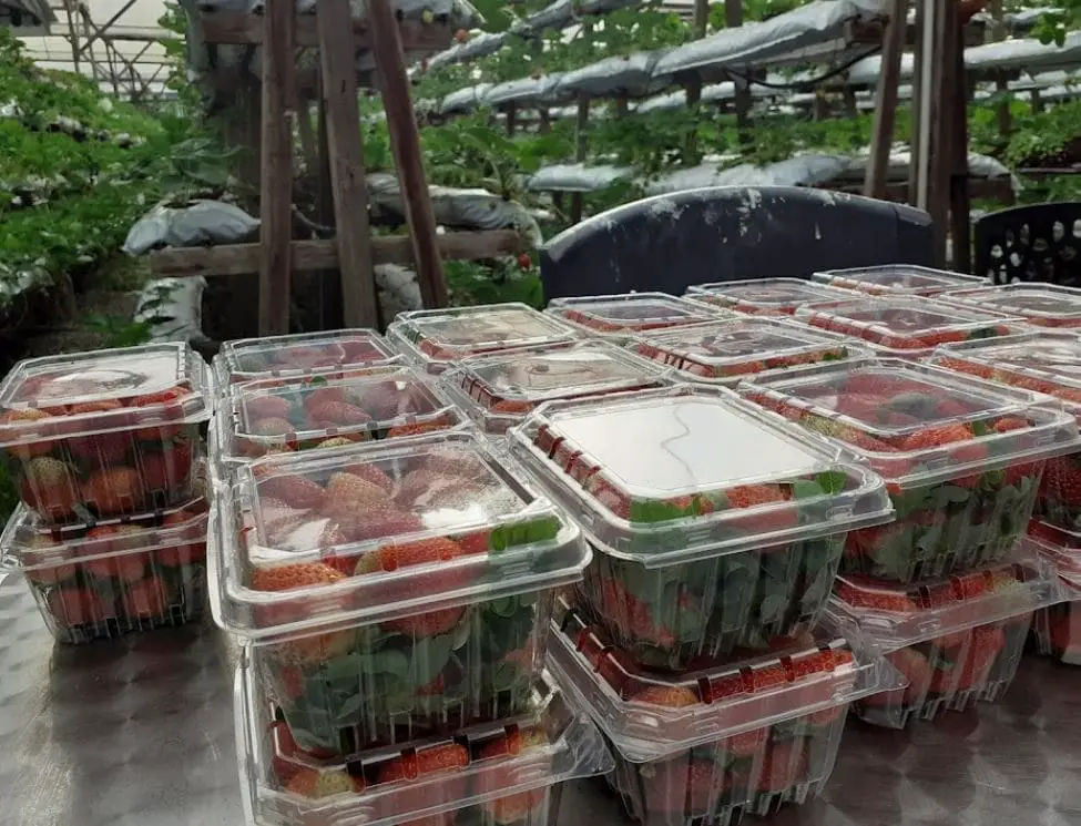 strawberry boxes for sale in opah strawberries and cafe