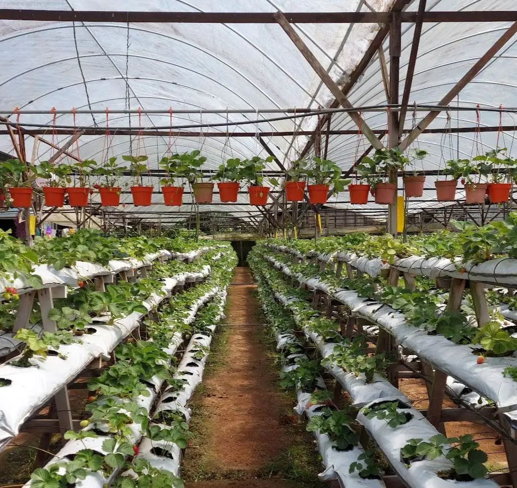 strawberry farm inside 200 seeds cafe in cameron highlands