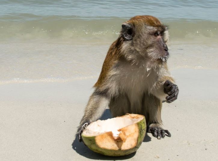 monkey eating coconut by the beach