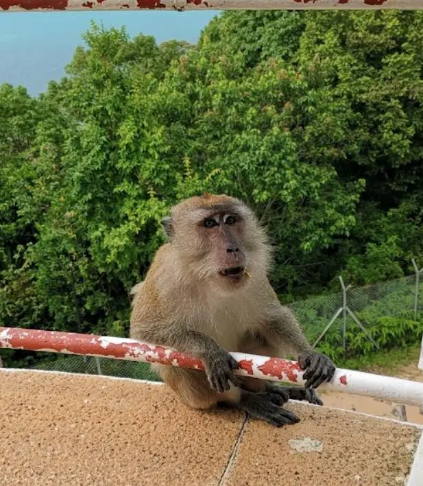 monkey hanging by the rail of muka head lighthouse