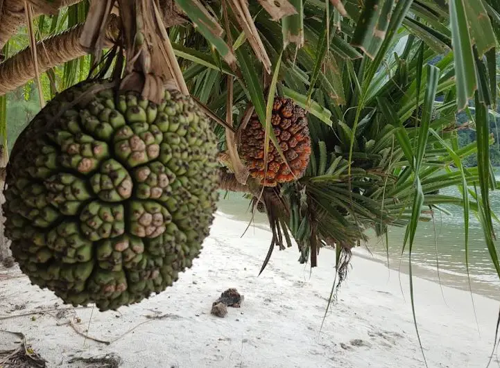 mysterious fruit growing on trees alongside pantai kerachut