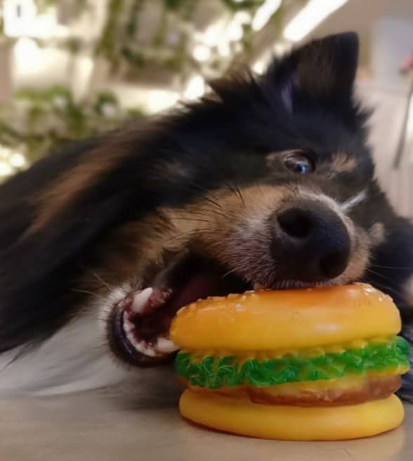 dog biting chew toy burger at Espoir Cafe
