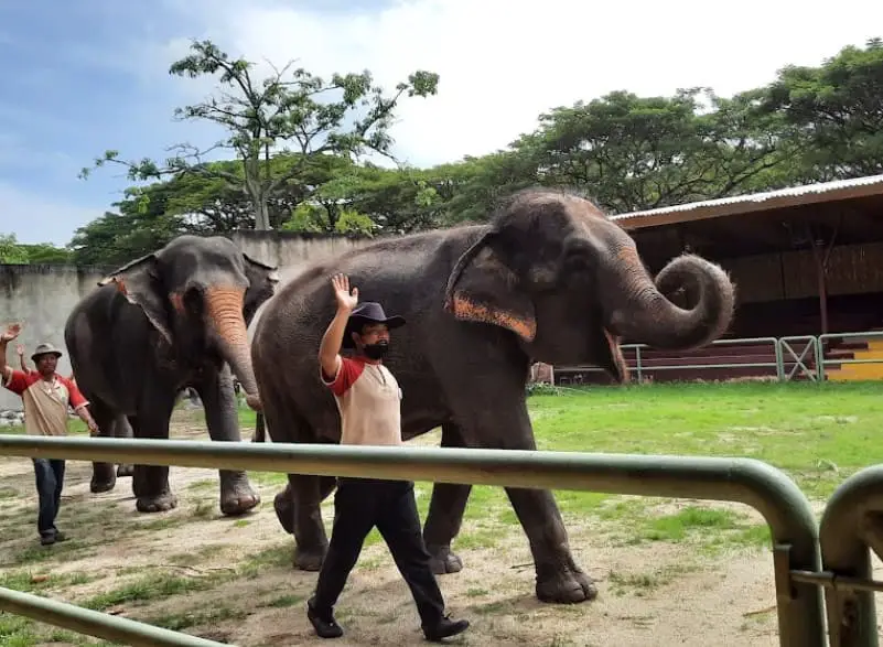 elephant at a famosa water theme park
