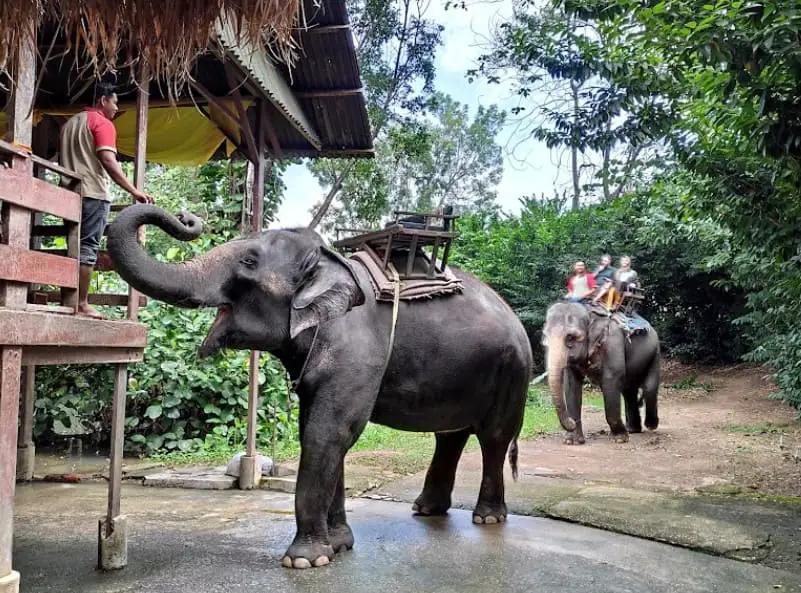 elephant in A'Famosa Safari Wonderland