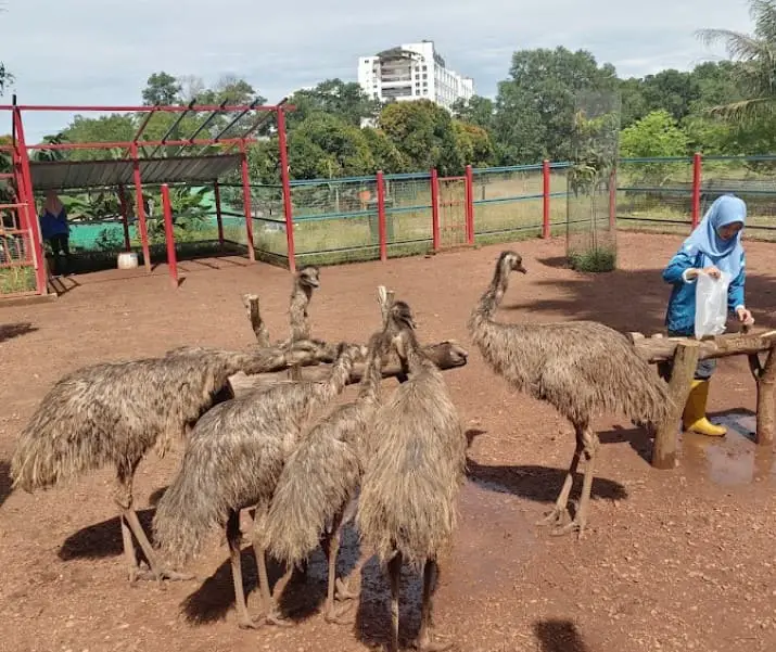 feeding the emus at taman buaya melaka