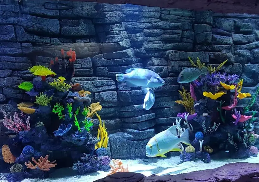 fishes in the fish tank of oceanarium