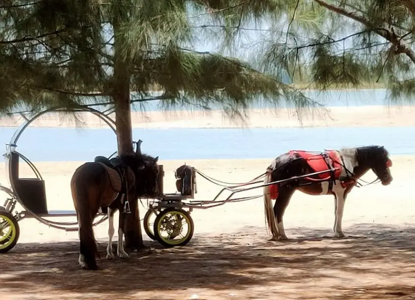 horse ride available at klebang beach